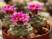 Strombocactus disciformis (10 seeds)