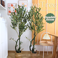 [120พร้อมส่ง/ไซส์อื่นPRE15วันค่ะ]??OLIVE TREE (รุ่น2ลำต้น) ต้นโอลีฟ ต้นมะกอกปลอม งานคุณภาพดีเหมือนจริง มินิมอลมาก ช่วยเสริมความปัง HOT/NEW