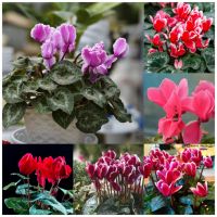 พร้อมสต็อกในประเทศไทย 50Pcs/pack Cyclamen Seeds Flowers Plants ไม้จริง ต้นบอนสีทุกสี บอนสีสวยๆ บอนสีชายชล บอนสี บอนสีหายาก เมล็ดดอกไม้ ต้นไม้มงคล ต้นไม้ฟอกอากาศ เมล็ดพันธุ์พืช เมล็ดดอกไม้ พรรณไม้ ต้นไม้ พันธุ์ไม้ผล ผักสวนครัว plants ต้นไม้ฟอกอากาศ