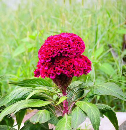 เก็บเงินปลายทาง-cod-200-แคปซูลต่อแพ็ค-เมล็ดพันธุ์-สร้อยไก่-celosia-plumosa-seeds-เมล็ดพันธุ์-ต้นไม้ประดับ-เมล็ดดอกไม้-ต้นไม้-ไม้ประดับ-เมล็ด-ไม้ดอก-พันธุ์ไม้ดอก-ต้นดอกไม้-ต้นไม้หายาก-ต้น-บอนสี-เมล็ดบอ