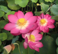 5 เมล็ดพันธุ์ บัว สายพันธุ์ LITTLE RED CHRYSANTHEMUM LOTUS สีแดง เพาะปลูกและเก็บเมล็ดในไทย ขยายพันธุ์ในไทยได้ สายพันธุ์นิยมปลูกที่สุดในโลก