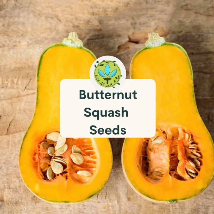 Butternut Hybrid Squash Kalabasa 5 Seeds Vegetable Seeds Outdoor Plant