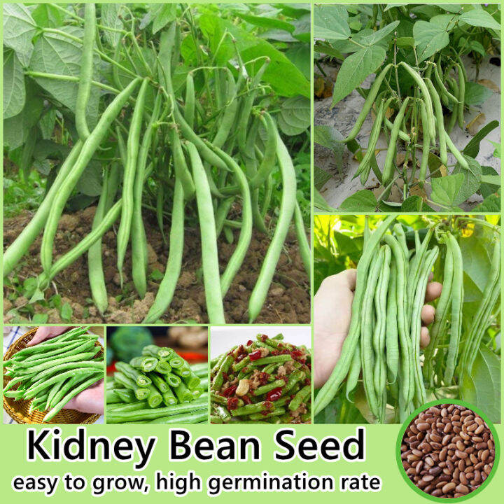 [High Germination] Kidney Bean Seeds for Planting (50 Seeds/bag) High
