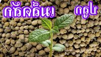 100 เมล็ด เมล็ดพันธุ์ สักทอง พันธุ์ไม้ไทย เนื้อดี Seeds