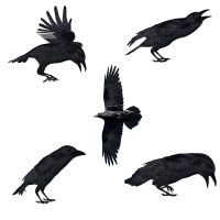 【YF】❃  QD105 Crow Stickers Room Decoration Poster Adhesive Removable