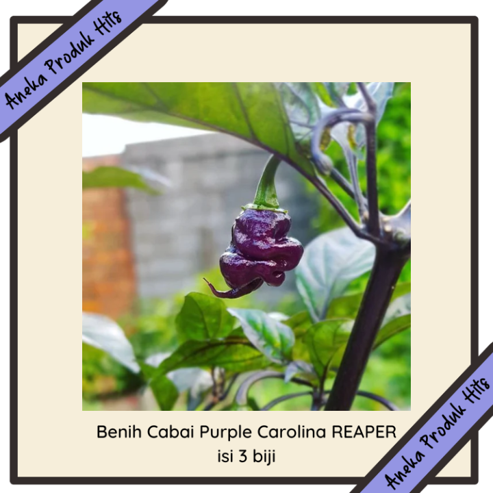 Benih Cabai Terpedas Di Dunia Purple Carolina Reaper Isi Biji Lazada Indonesia