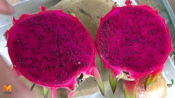 10-เมล็ด-เมล็ดแก้วมังกร-pitaya-dragon-fruit-พันธุ์ไต้หวัน-ของแท้-100-อัตรางอก-70-80-มีคู่มือปลูก-ปลูกในกระถางได้