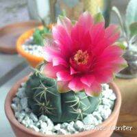 ขายดีอันดับ1 (feihy)เพชร แคคตัส cacuts Gymnocalycium baldianum หรือ บาลเดียนัม 7-8cm คุ้มสุดสุด ต้นไม้ ฟอก อากาศ กระถาง ต้นไม้ ไม้ ประดับ ต้นไม้ ปลูก ใน บ้าน