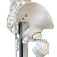 The authentic art skill with medical standard 85 cm body bone skeleton model teaching model