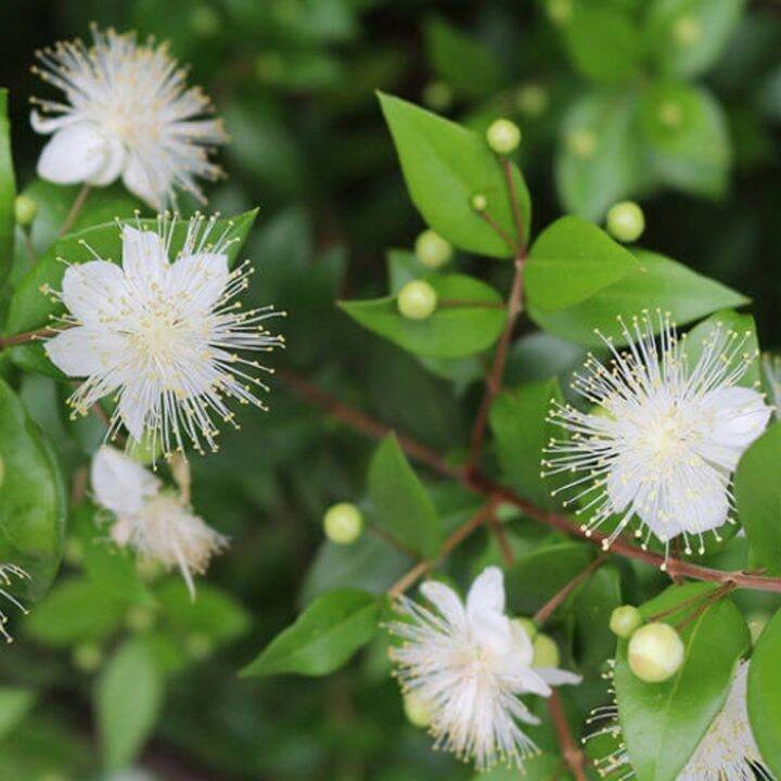 oshadhi-myrtle-essential-oil-น้ำมันหอมระเหย-10-ml