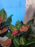 Philodendron Cherry Red (เชอร์รี่เรด) ... ไม้ ประดับ ไม้ฟอกอากาศ ทรงพุ่มกลม ลำต้นต้นสีแดงระเรื่อ ใบน้อง จะมีใบสามสีในหนึ่งต้น คือ สีแดง เขียวอ่อน เขียวแก่ มีความเก๋ๆ