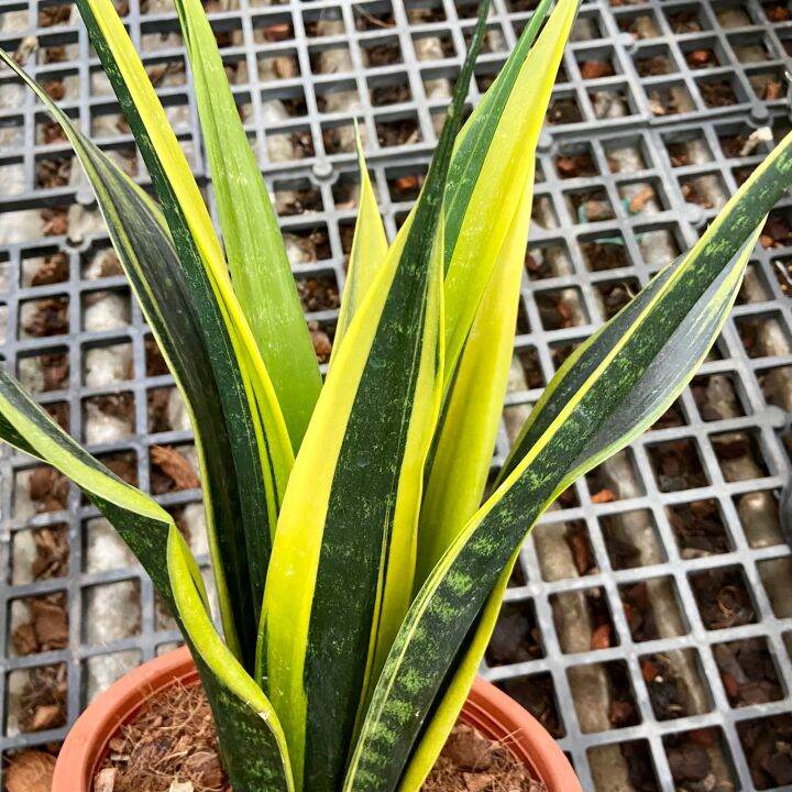 ส่งไว-ต้นลิ้นมังกรโกลเฟรม-dracaena-trifasciata-gold-flame-หายาก-ใหญ่มาก-กระถาง-8-นิ้ว-ต้นไม้มงคล-ต้นไม้ฟอกอากาศ-ต้นไม้ส่งทั้งกระถาง