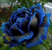 30 เมล็ด เมล็ดพันธุ์ กุหลาบ สีน้ำเงิน Rose seed ดอกใหญ่ นำเข้าจากต่างประเทศ พร้อมคู่มือ เมล็ดสดใหม่