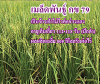 พันธุ์ข้าวกข79ให้ผลผลิตสูง ชุดทดลองปลูก 1กิโลกรัม