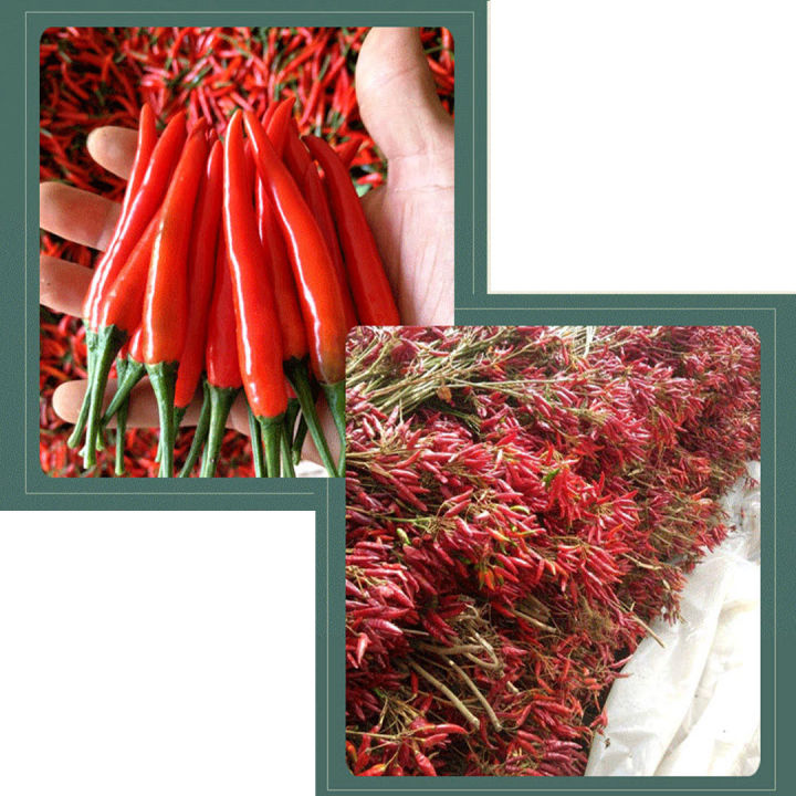 5แถม1-เมล็ดพริกช่อจีน-เมล็ดพันธุ์พริกช่อจีน-thee-cherry-pepper-seeds-เมล็ดพริกช่อ