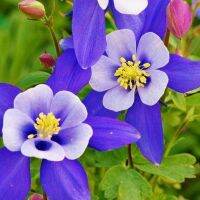 20 เมล็ดพันธุ์ เมล็ด ดอกโคลัมไบน์ (Columbine) ดอกไม้ Colorado Columbine flower Seed อัตราการงอก 80-85%