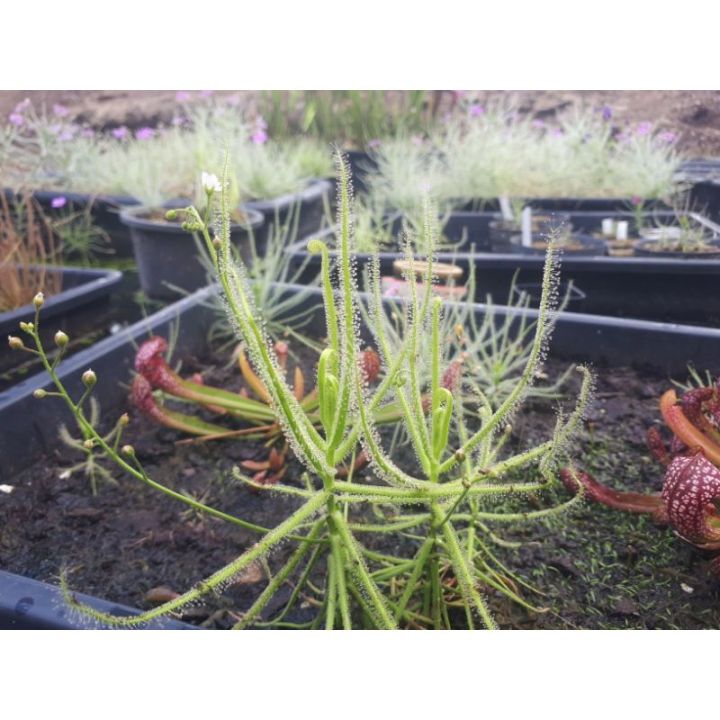 new-เมล็ดพืชกินแมลง-drosera-finlaysoniana-50-เมล็ด