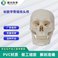 The digital bone suture head 20 x 14.5 x 17.5 CM medical human skull model