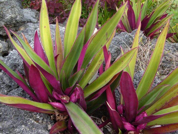 Rhoeo discolor Tradescantia spathacea bangka bangkaan plant Moses in ...