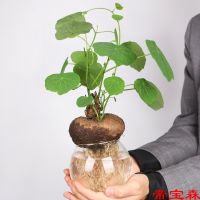 [COD] T Qianjin rattan hydroponic plant turtle climbing vine ground does allow potted creative bottle package