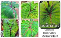 1 ต้น colocasia black widow บอนแบล็ควิโดว์ กระดูกใบสีดำคล้ายหน้ากากฟาโรห์ เด่น สวย ส่งแบบตัดใบออก สินค้าพร้อมจัดส่ง