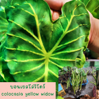 1 ต้น colocasia yellow widow หรือราชินีฟาโรห์เหลือง กระดูกใบเหลืองสวย เด่น ส่งแบบตัดใบออก สินค้าพร้อมจัดส่ง