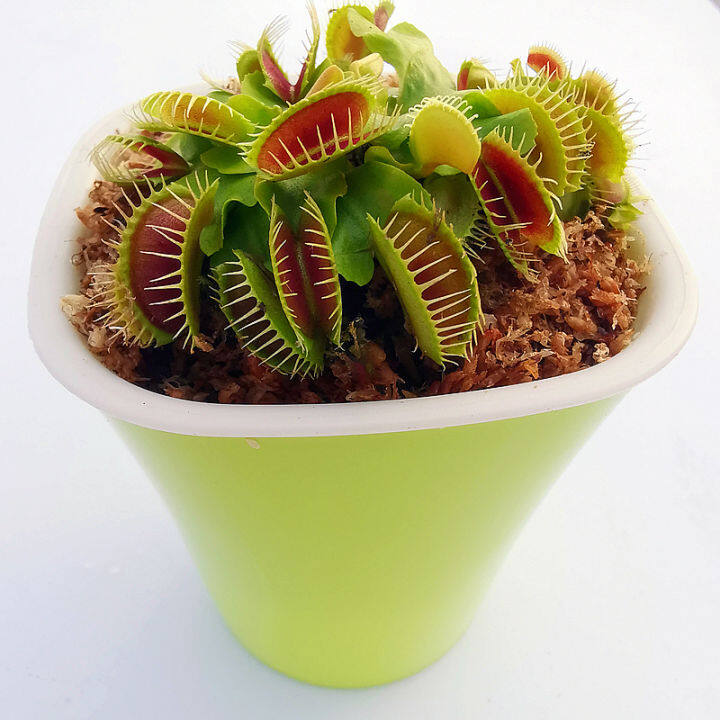 ว้าว-กาบหอยแครงปากแดง-เมล็ดพันธุ์-venus-flytrap-seeds-ต้นไม้กินแมลง-ต้นไม้-ต้นไม้มงคล-ต้นไม้ฟอกอากาศ-ไม้ดอก-บรรจุ-30-เมล็ด-พร้อมจัดส่ง-พรรณ-ไม้-น้ำ-พรรณ-ไม้-ทุก-ชนิด-พรรณ-ไม้-น้ำ-สวยงาม-พรรณ-ไม้-มงคล