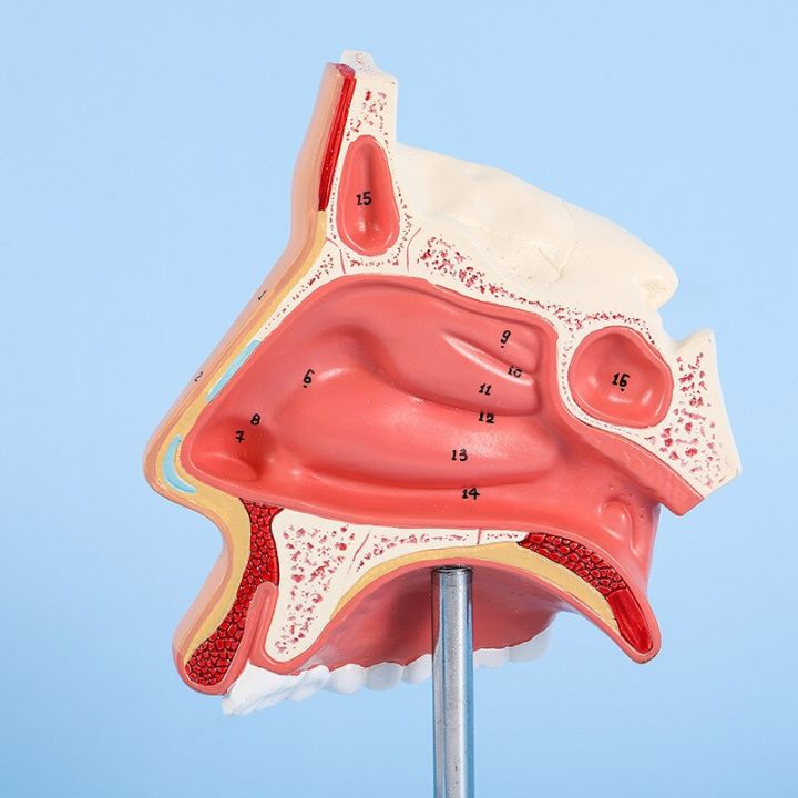 Life Size Human Nose Anatomy Model Sense Organ Nasal Cavity Anatomical ...