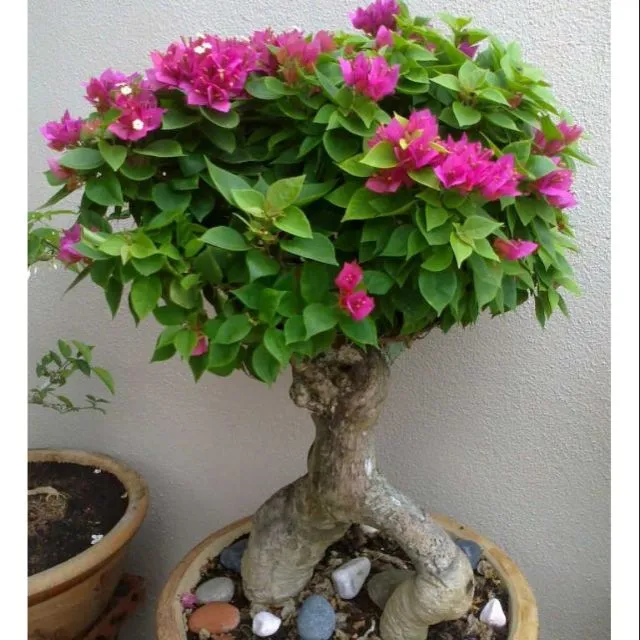 Cây Hoa giấy Mỹ bonsai mini | Lazada.vn