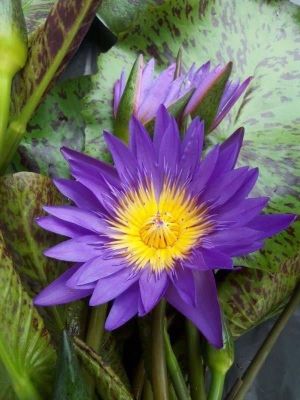 5 เมล็ด เมล็ดบัว ดอกสีม่วง ดอกใหญ่ ของแท้ 100% เมล็ดพันธุ์บัวดอกบัว ปลูกบัว เม็ดบัว สวนบัว บัวอ่าง Lotus seeds.