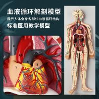 Human visceral blood circulation system model heart artery vein nerve vascular organ anatomical medical AIDS