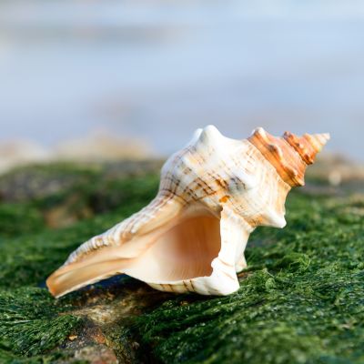 （READYSTOCK ）🚀 Natural Conch And Shell Super Large Conch Shell Red Conch Mediterranean Style Creative Decoration Ornaments Fish Tank Aquarium Landscape YY