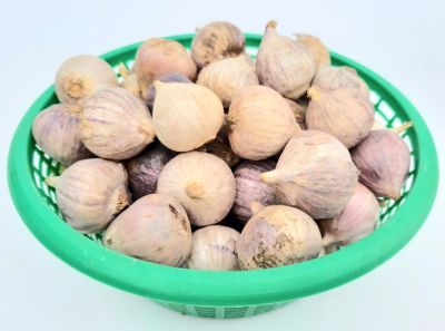 กระเทียมโทนแก่สด Fresh aged garlic สมุนไพรไทย สำหรับประกอบอาหารเพื่อสุขภาพ น้ำหนัก 500 กรัม