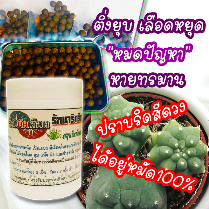 สครับผลัดเซลล์ผิวริดสีดวง-ว่านตัดริดสีดวงอักเสบเป็นหนอง-เซ็ต-30-วัน-180-เม็ด-ขายดี-เลือดไหลหนักอักเสบไม่หาย-เป็นแผล-ติ่งยุบ-หยุด-หายทรมาน-การขับถ่ายดีขึ้น