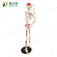 85 cm human body skeleton model neuromuscular start-stop spine with skeleton skeleton yoga teaching human body model
