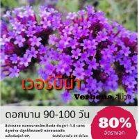 เมล็ดดอกเวอร์บีน่า สีม่วง เวอร์บีน่า (ซื้อ 10 แถม 1 คละอย่างได้)