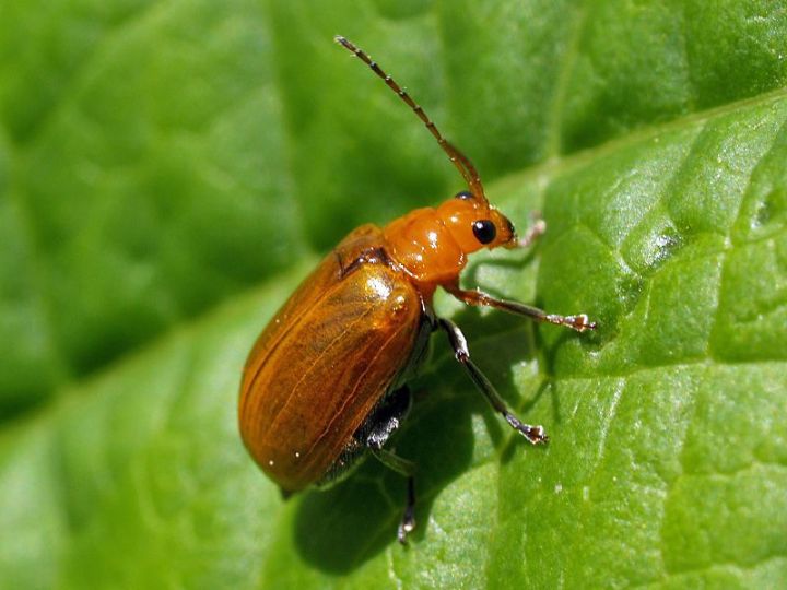 สารป้องกันกำจัดแมลงคานอน-ไซเพอร์เมทริน-โพรฟีโนฟอส-ขนาด-1000cc