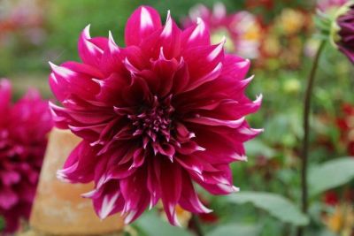 35 เมล็ด เมล็ดพันธุ์ Dahlia Spectacular สายพันธุ์ยุโรป ดอกรักเร่ นำเข้าจากอังกฤษ ดอกใหญ่ พร้อมคู่มือปลูก Dahlia Seeds