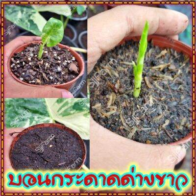 ใหม่!!Alocasia macrorrhizos ชิ้นตา-ไข่บอนกระดาดด่างขาว รื้อจากต้นแม่ด่างแท้ จัดส่งพร้อมกระถาง