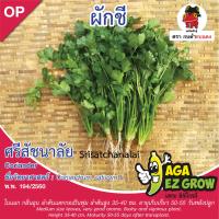 เมล็ดพันธุ์ ผักชีศรีสัชนาลัย บรรจุ 10 กรัม [โปรโมชั่น ซื้อ10แถม1 คละได้]