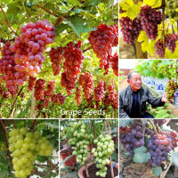 ปลูกง่าย ปลูกได้ทั่วไทย ของแท้ 100% 100 Pcs Multicolor Grape Seeds Rare Fruit Seeds พันธุ์ไม้ผล อัตราการงอกสูง คุณค่าทางโภชนาการที่ดีต่อสุขภาพและสูง เมล็ดพันธุ์ผลไม้ ต้นบอนไซ ไม้ประดับ พันธุ์ไม้ผล ต้นไม้ ต้นไม้ประดับ ต้นไม้ฟอกอากาศ Plants Seeds