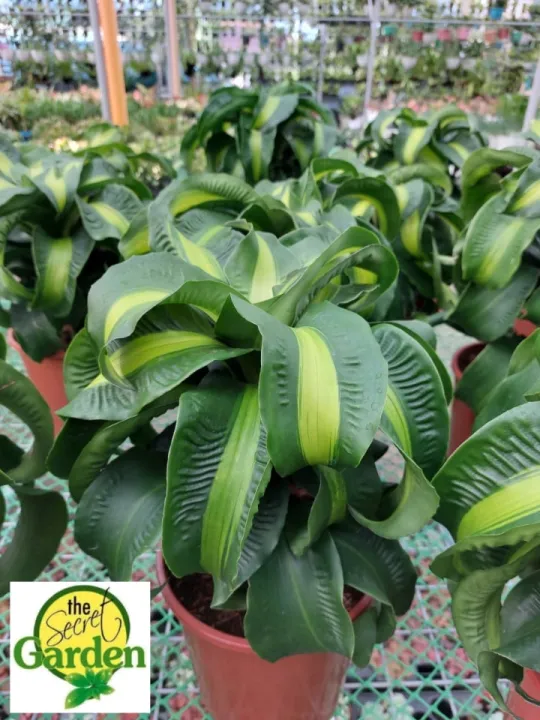 Dracaena Twister with FREE plastic pot, pebbles and garden soil (Real