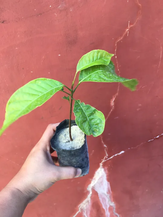 Mahogany Seedling Lazada PH