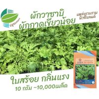 เมล็ด ผักกาดเขียวน้อย ผักวาซาบิ 10,000 เมล็ด ใบสร้อย กลิ่นแรง นำเข้าจากนิวซีแลนด์ ผักกาดหิ่น ผักใบสร้อย เขียวน้อย