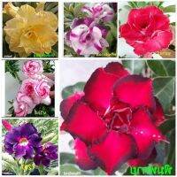 11 เมล็ด เมล็ดพันธุ์ Home Seed  ชวนชม สายพันธุ์ฮอลแลนด์ คละสี Adenium Seeds กุหลาบทะเลทราย Desert Rose ราชินีบอนไซ อัตรางอกสูง 80-90% มีคู่มือปลูก