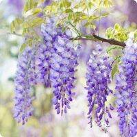 10 เมล็ดพันธุ์ เมล็ด วิสทีเรีย หมายถึง ความมีอายุยืนยาว (Wisteria) Seeds อัตราการงอก 80-85%