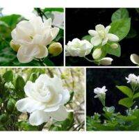 10 เมล็ดพันธุ์ Bonsai มะลิซ้อน Jasmine flower Seed มีคู่มือพร้อมปลูก อัตรางอก 80-85%