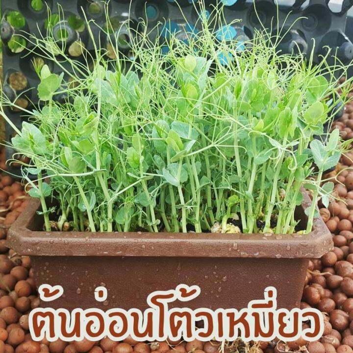 เมล็ดพันธุ์-โต้วเหมี่ยว-ต้นอ่อนถั่วลันเตา-อัตราการงอก-90-1-กิโลกรัม