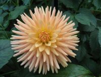 1 หน่อ รักเร่ Dahlia Bulbs สายพันธุ์ Embrace หัวรักเร่ ดอกไม้ หัวหน่อ เหง้า นำเข้า เนเธอร์แลน หัวสดใหม่