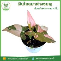 เงินไหลมาด่างชมพู ต้นไม้มงคล ในกระถาง 3 นิ้ว สีชมพูสวย เหมาะกับเป็นของขวัญ